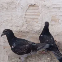 فروش جوجه پلاکی