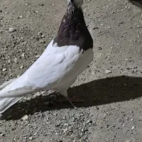 کبوتر طوقی سرخ|پرنده|حبیب آباد, |دیوار