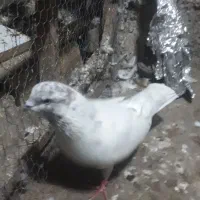 کفتر کله دار نر قلدر گردن کلفت