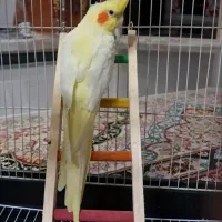 دو عدد عروس هلندی|پرنده|قزوین, |دیوار