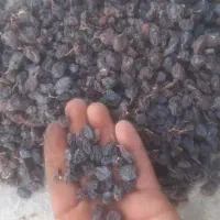 مویز،کشمش و شیره انگور شیره کشمش|خوردنی و آشامیدنی|یزد, |دیوار