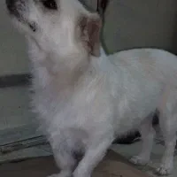سگ پا کوتاه