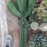 کارگر گلخانه خانم