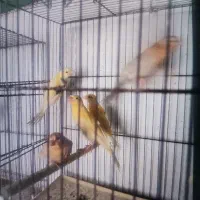 قناری|پرنده|مرودشت, ژیان|دیوار
