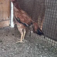 حیوانات