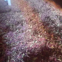خریدار عناب . زرشک...