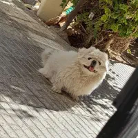 پیکینیزامپریال نر|سگ|شهرضا, |دیوار