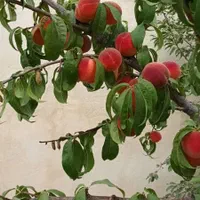 ویلا نقلی۴۰۰متر۶۰متربناسندتک برگ انشعابات دماوند|فروش خانه و ویلا|تهران, تهرانپارس جنوبی|دیوار