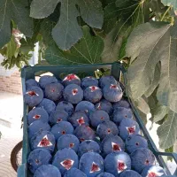 فروش ویژه انجیر سیاه