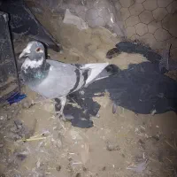 کبوتر مسافتی|پرنده|زهک, |دیوار