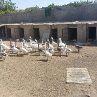 ۳۰ عدد قاز|حیوانات مزرعه|الوند, |دیوار