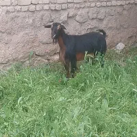 بز قربانی