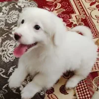 یک عددپاکوتاه اصیل