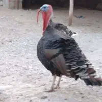 سلام علیکم فروش غاز و بوقلمون