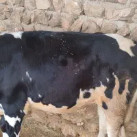 گوساله پروار