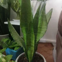 گل های طبیعی|گل و گیاه طبیعی|بندر کنگان, |دیوار