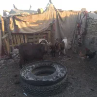 ابادان|حیوانات مزرعه|خرمشهر, |دیوار