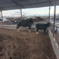 گاومیش|حیوانات مزرعه|نوشین شهر, |دیوار