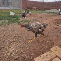 خروس لاری کوکو اصل