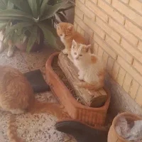 فروش گربه|گربه|رفسنجان, |دیوار