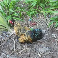 خروس محلی سنگین وزن|حیوانات مزرعه|نشتارود, |دیوار