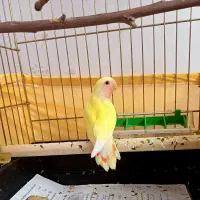 جوجه طوطی برزیلی دوماهه رام