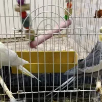 عروس هلندی جفت