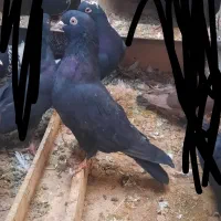 سه عدد کبوتر سالم و سرحال|پرنده|میاندوآب, |دیوار