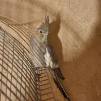 عروس هلندی|پرنده|بروجن, |دیوار