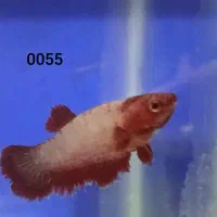 ماهی فایتر ماده|ماهی|خرم‌آباد, |دیوار