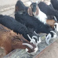 بزغاله نر چاق مناسب کشتار