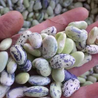 پاچه باقلا|خوردنی و آشامیدنی|ماکلوان, |دیوار