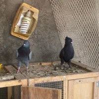 نر اصفهانی|پرنده|برخوار, |دیوار