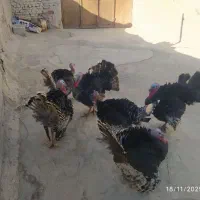 بوقلمون|حیوانات مزرعه|زهک, |دیوار