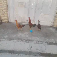 خروس لاری|حیوانات مزرعه|بیلوار, |دیوار