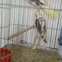 طوطی عروس|پرنده|میانه, |دیوار