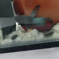 ماهی فایتر نر قیمت 2۰۰ هزار تو مان|ماهی|اندیشه, اندیشه فاز ۱|دیوار