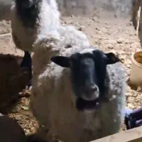 گوسفند آبستن چند قلو زا رومانوف