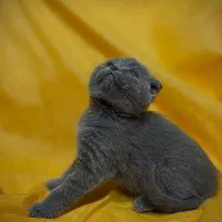 بلو|گربه|نیشابور, شهرک فرهنگیان|دیوار