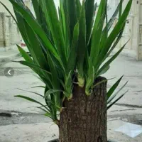 حراج یوکا و شمشاد طلایی