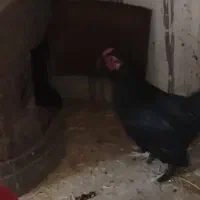 خروس چینی مینیاتوری|حیوانات مزرعه|تفت, |دیوار