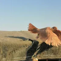 کفتر کبوتر زرد کرمانی