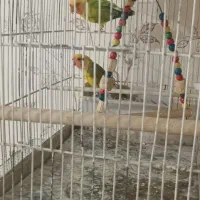 برزیلی  فنچ|پرنده|محمدیه-قزوین, |دیوار