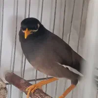 مرغ مینا جوان|پرنده|اصفهان, بهاران|دیوار