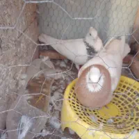 کفتر طوقی جفتگاه