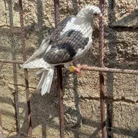 پلاکی شهری و رنگی|پرنده|کوهنجان, |دیوار