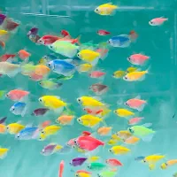 ماهی کالر آنجل زبرا گوپی گلدفیش کوریدوراس فلاور