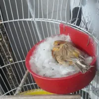 قناری دارچینی عاس شلاقی بخون