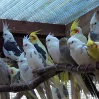 فروش و خرید عروس هلندی