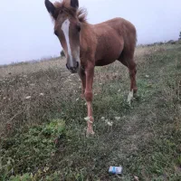 اسب رام دار همراه باکره ماده